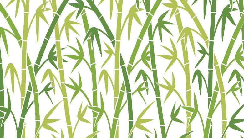 El helecho y el bambú